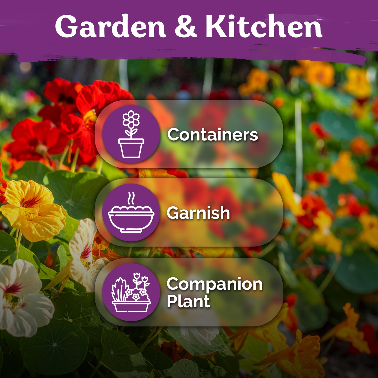 KVITER 75 Mix Jewel Nasturtium Seeds for Planting Outdoors (Tropaeolum Nanum)