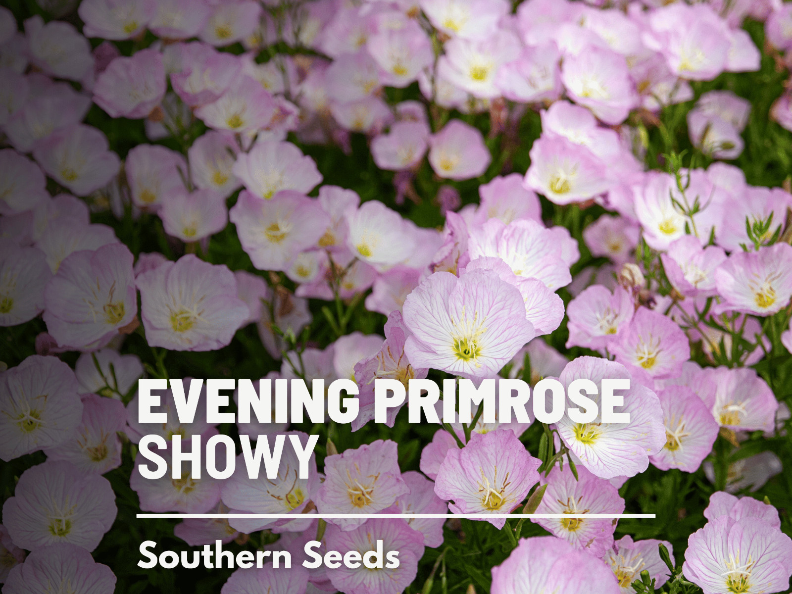 Evening Primrose, Showy (Pink Ladies) – Heirloom Seeds – Medicinal Flower – GMO