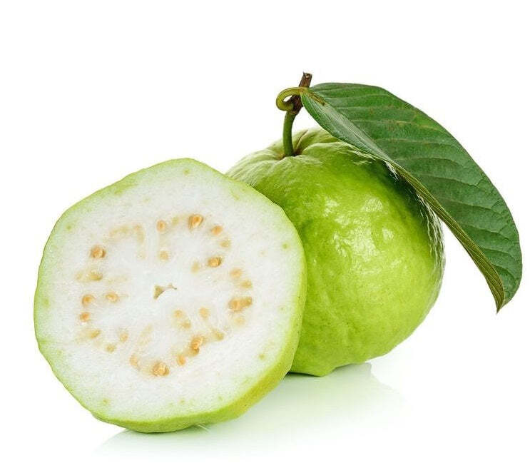 White Guava Tree Fruiting Live Plant Psidium Guajava 3 Gal Pot 3-4 Ft Tall