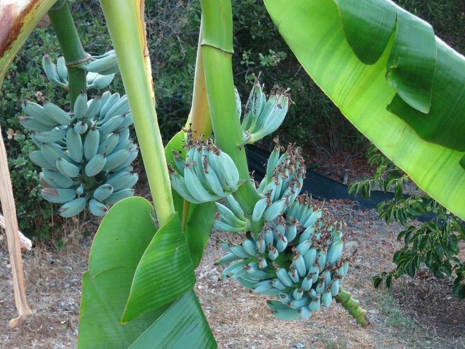 ICE CREAM (BLUE JAVA)Live Musa Banana Tree-WELL ROOTED STARTER PLANT
