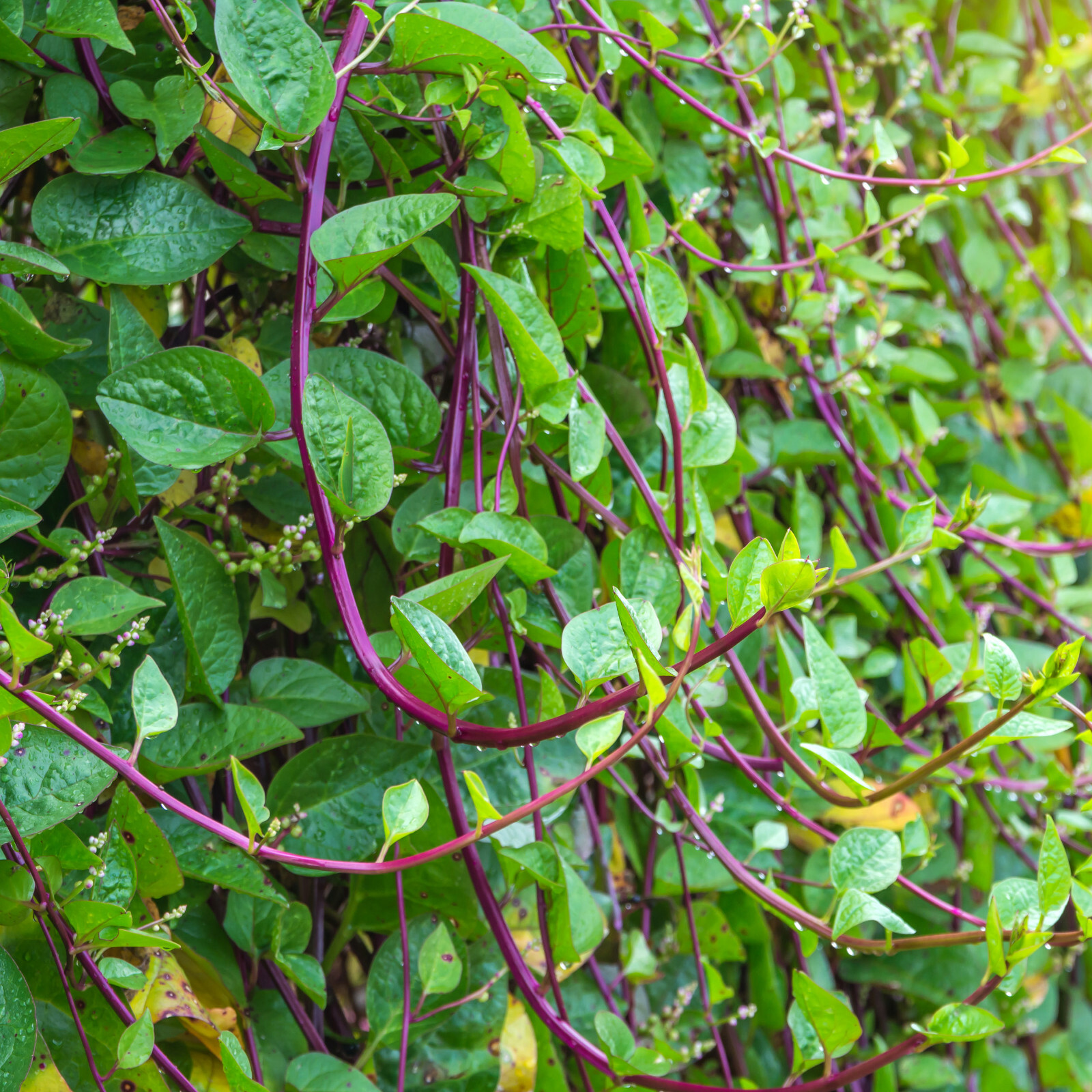 Red Stem Malabar Spinach Seeds | Basella Alba Rubra Ceylon Green Vegetable 2023