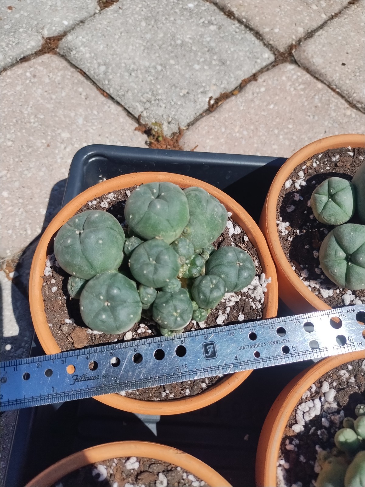 Rare Seed Grown Cactus Clusters 2.75-3.5in Diameter