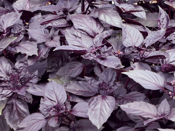 300+ seeds PURPLE DARK OPAL BASIL Ocimum basilicum ‘Dark Opal’
