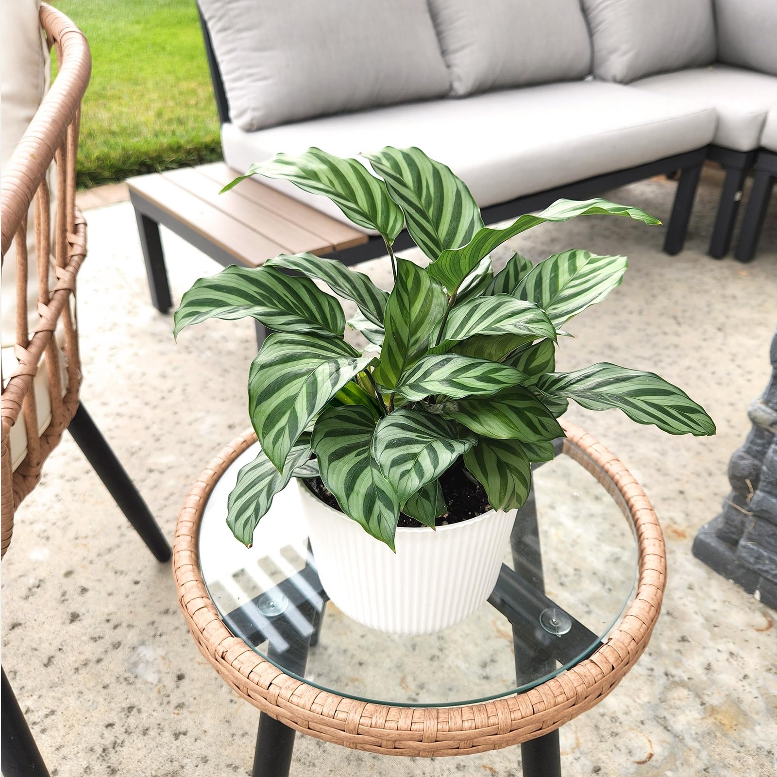 Plants For Pets Peacock Calathea Freddie Pet Friendly Prayer Decor In 6 White