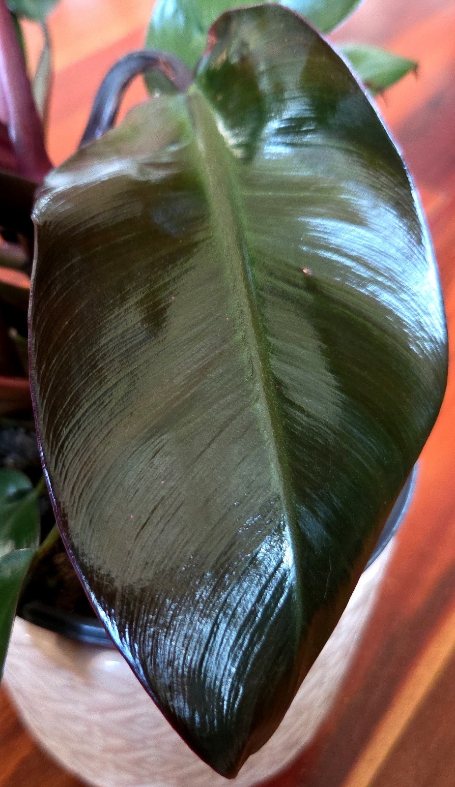Rare Philodendron Variegated Black Cardinal 18″ Tall W/ Pups Aroid Not Monstera