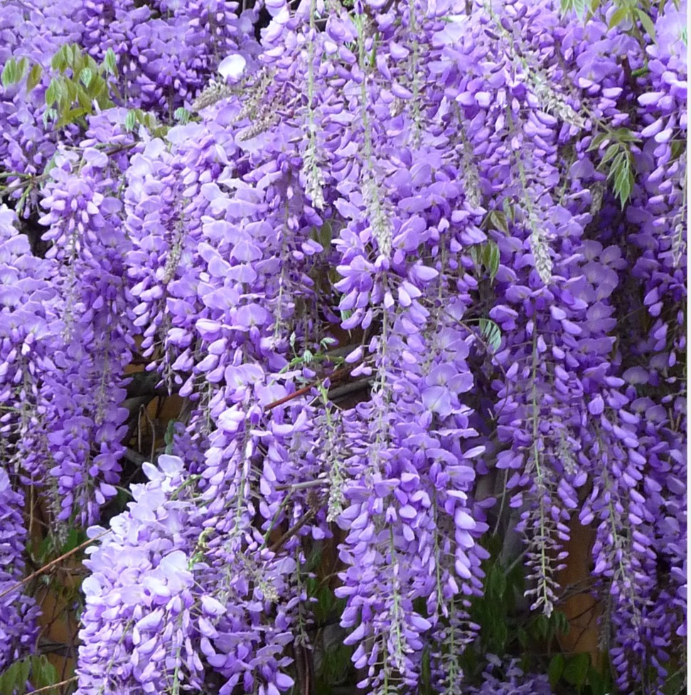 purple wisteria Live Plant