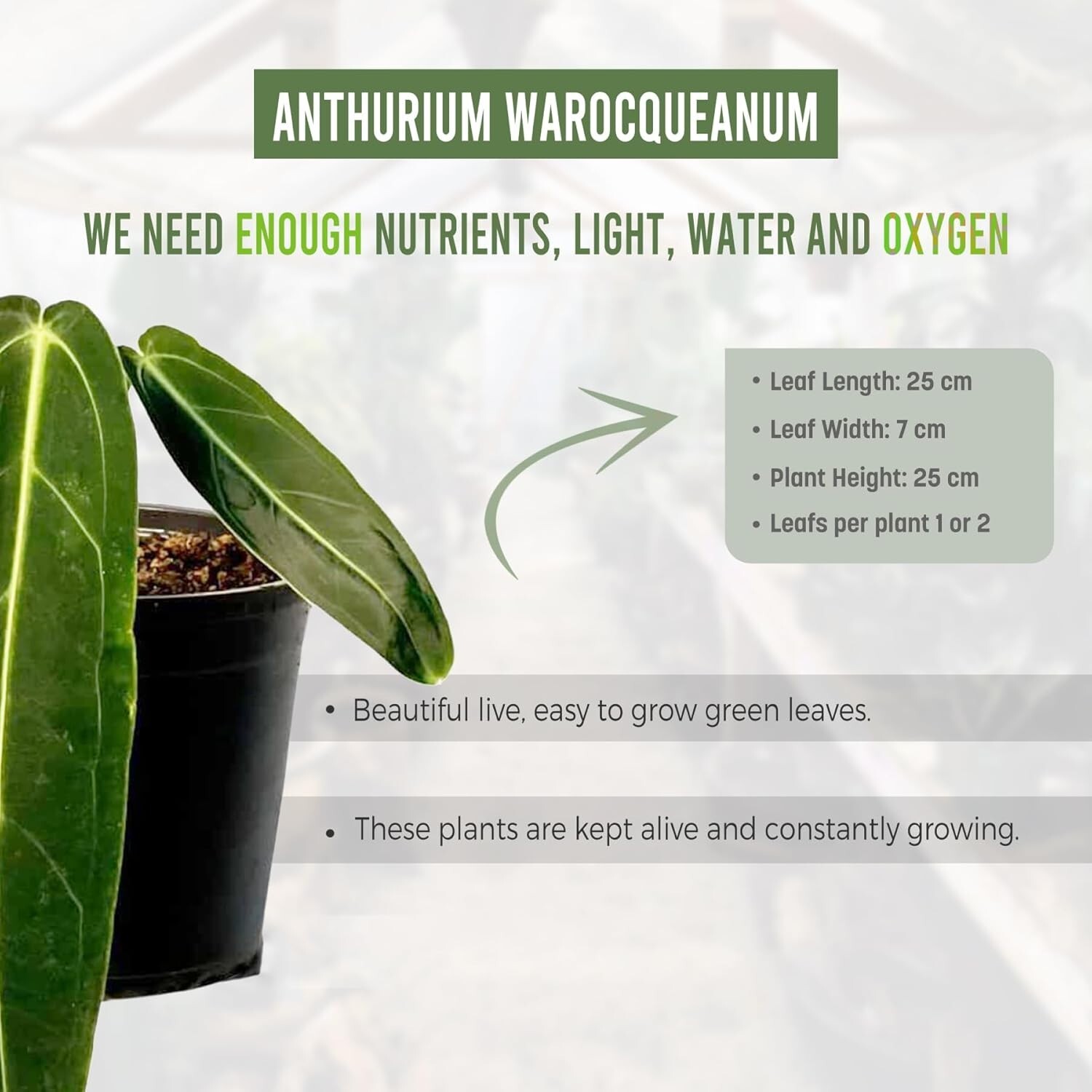 Anthurium Warocqueanum Live Plants| Green Live House Plant for Indoors| Rare and