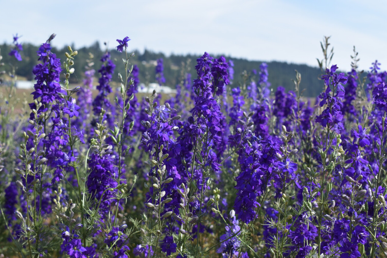 Rocket Larkspur Delphinium ROMANCE MIX Pink Blue Pollinators Non-GMO 500 Seeds!