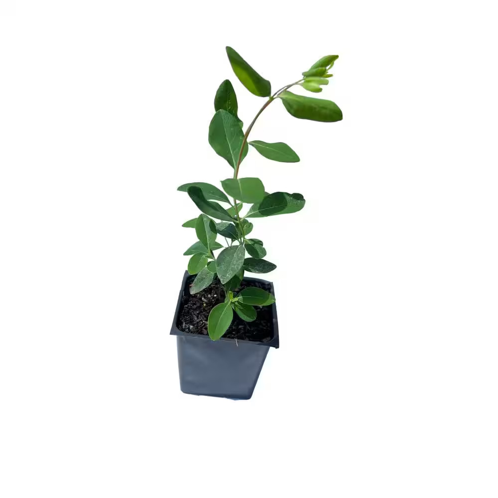 3 Honeysuckle Major Wheeler Plants in 3 Separate 4 In. Pots