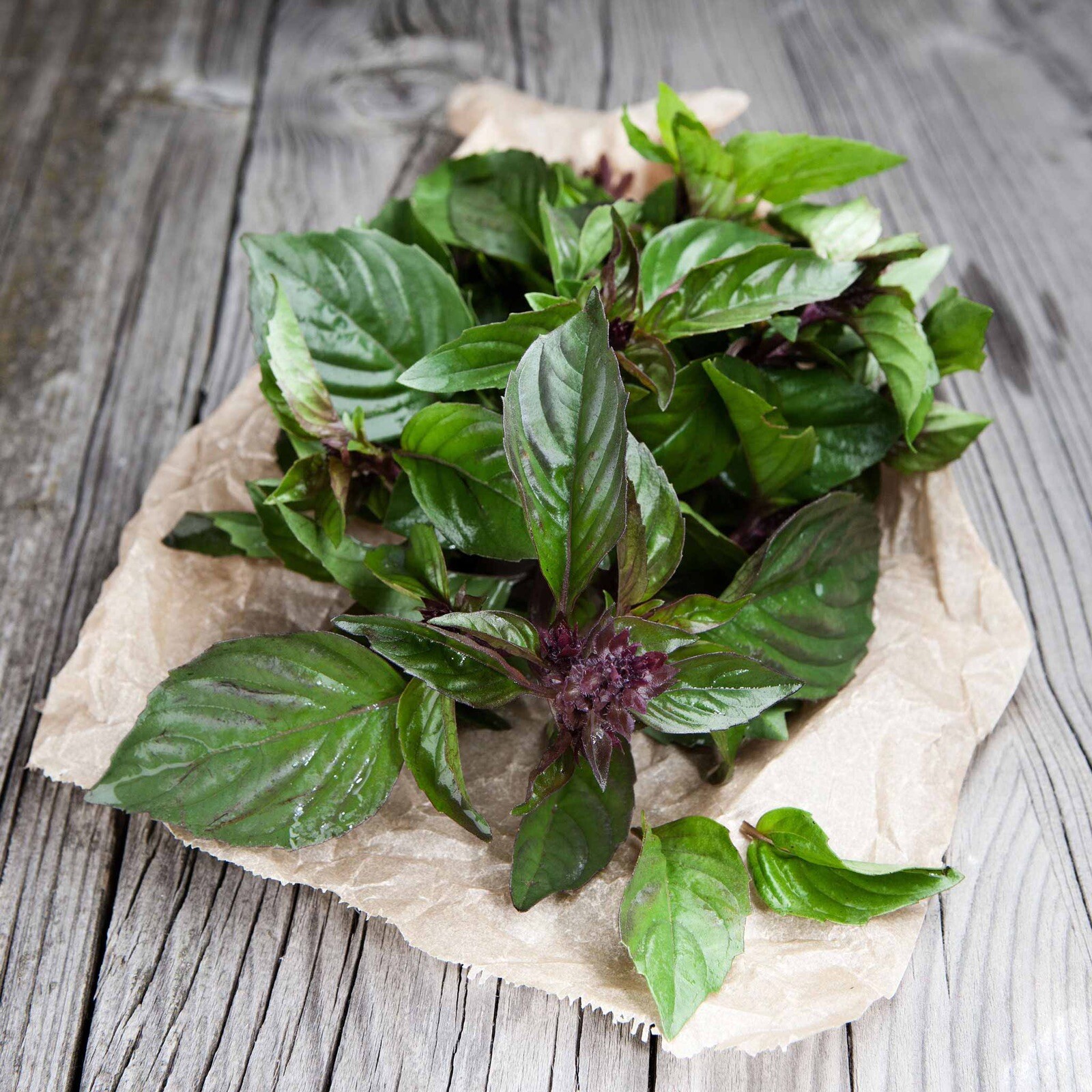 500++ Thai Basil Seeds (Ocimum basilicum) | NON- GMO | HEIRLOOM SEEDS – USA SHIP