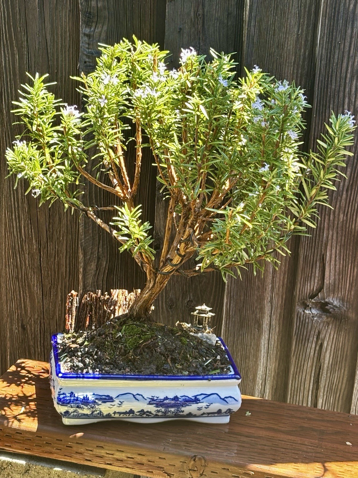 16 YEAR OLD ROSEMARY BONSAI TREE IN 10” CERAMIC POT. SHIPPING VIA FEDEX
