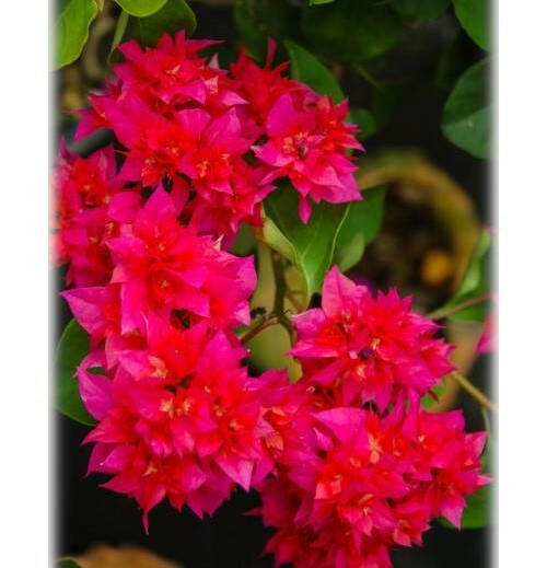 Well Rooted**DOUBLE RED**Live Bougainvillea starter/plug plant**RARE HTF**USA**
