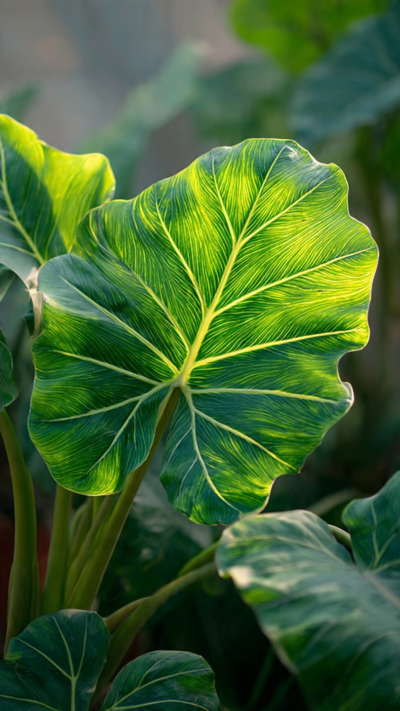 Elephant Ear (Colocasia) COCO 2 Bulbs Large