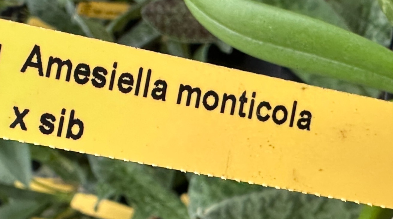 LOVELY WHITE MINIATURE PHILIPPINES ORCHID SPECIES Amesiella monticola BS 2in pt