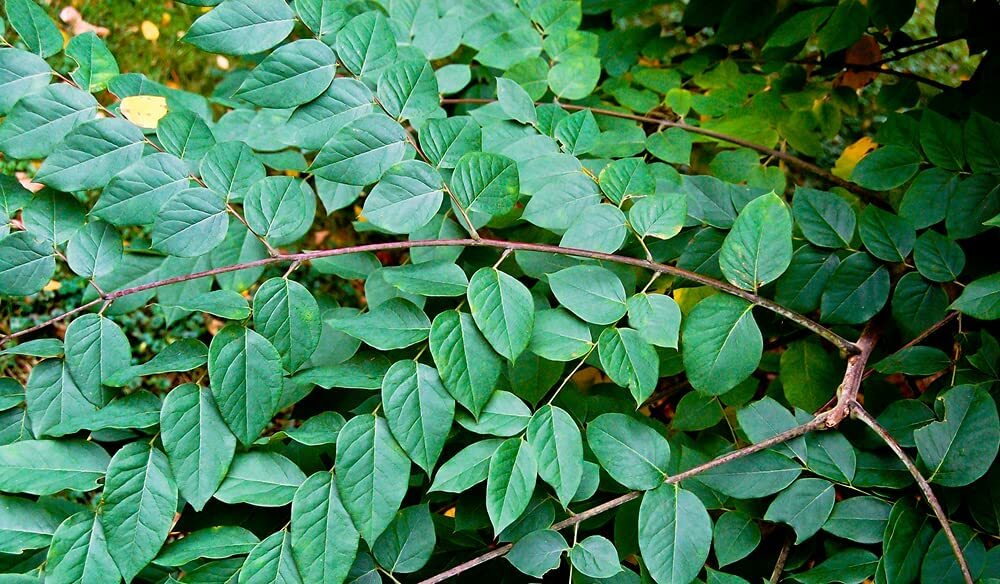 10 Kentucky Coffee Tree Seeds for Planting Gymnocladus dioicus