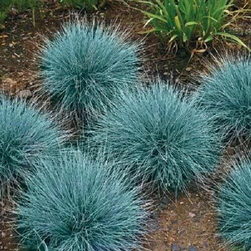 5000 BLUE FESCUE Ornamental Grass Seeds ClumpingDrought Tolerant Low Maintenance