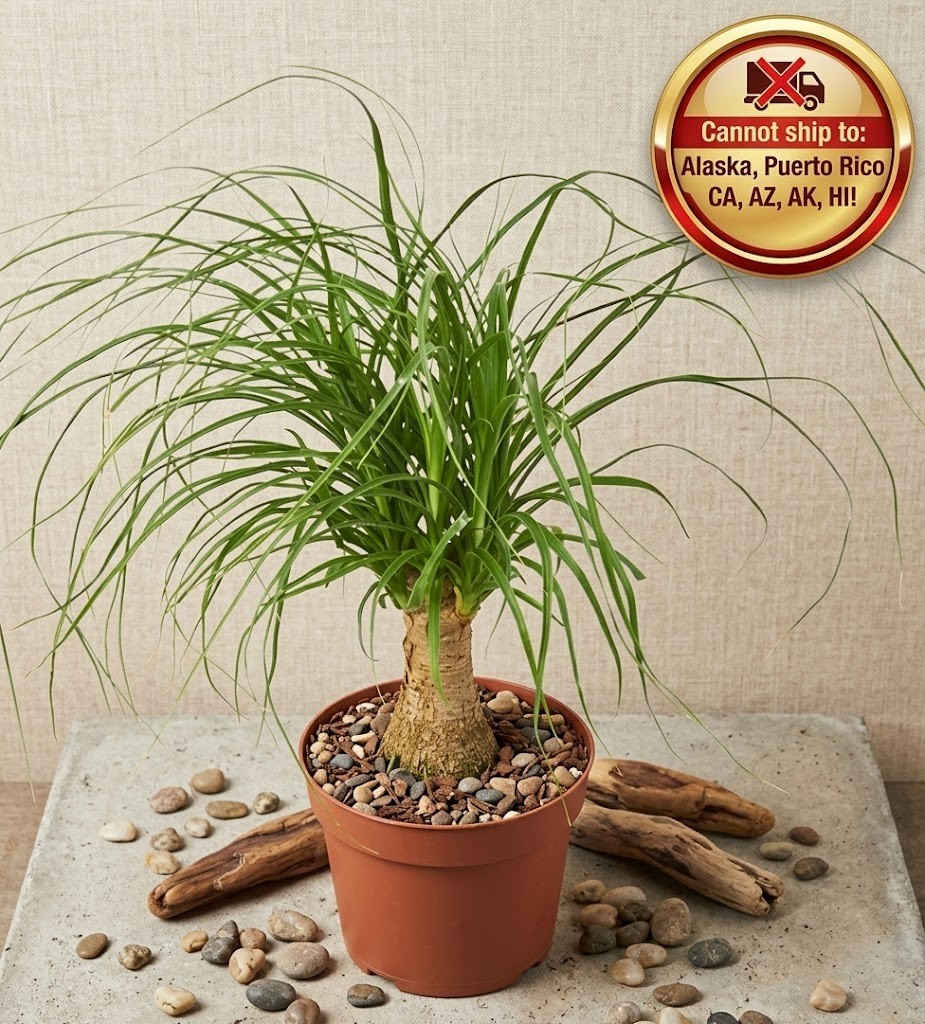 Ponytail Palm Beaucarnea Recurvata Live Plant 6″ Pot Elephant Foot Houseplant