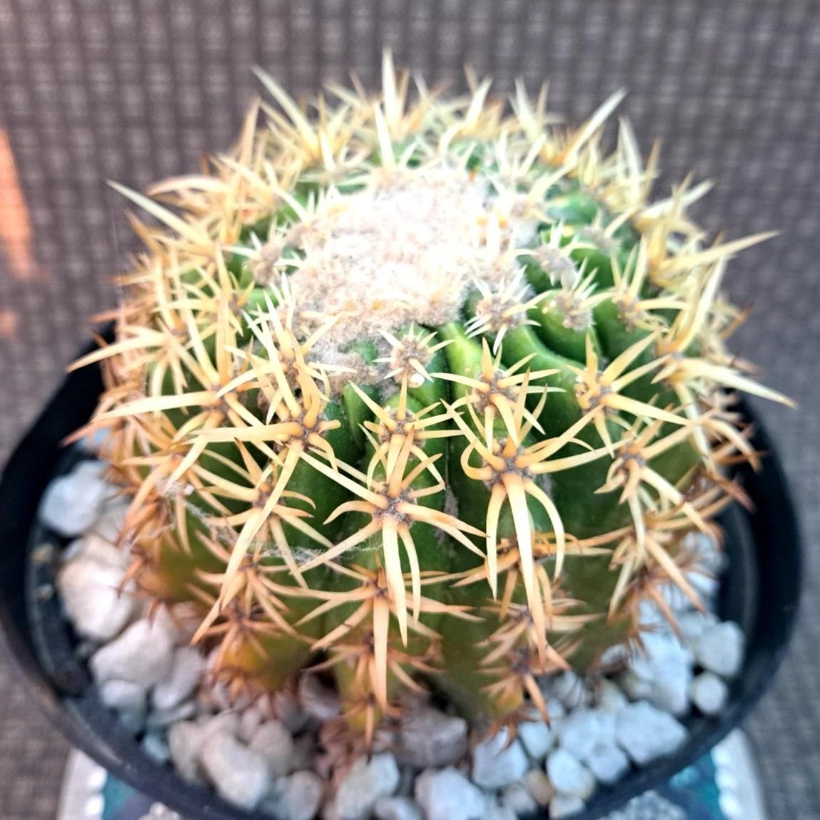 Echinocactus Grusonii ‘Golden Barrel Cactus’, Currently in a 4″ Container