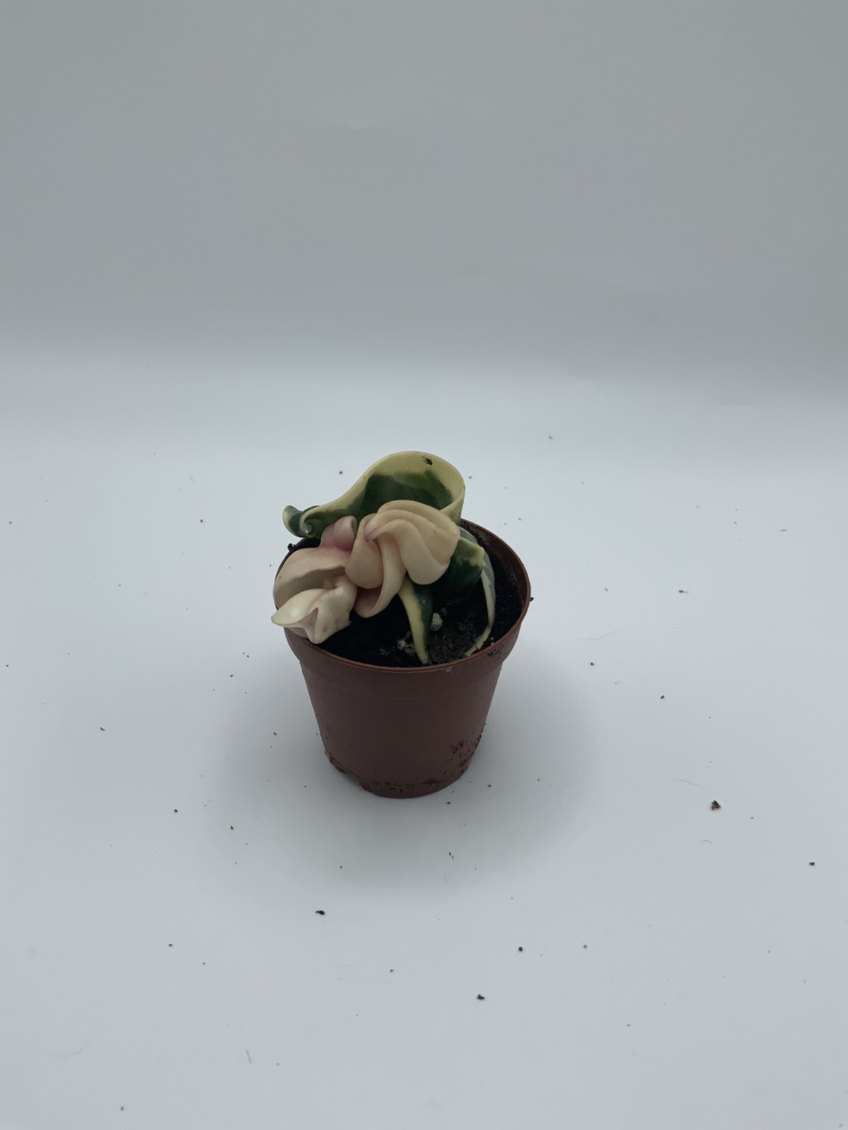 Variegated Hindu Rope, Hoya Compacta Carnosa, Very Rare Limited Live Plant