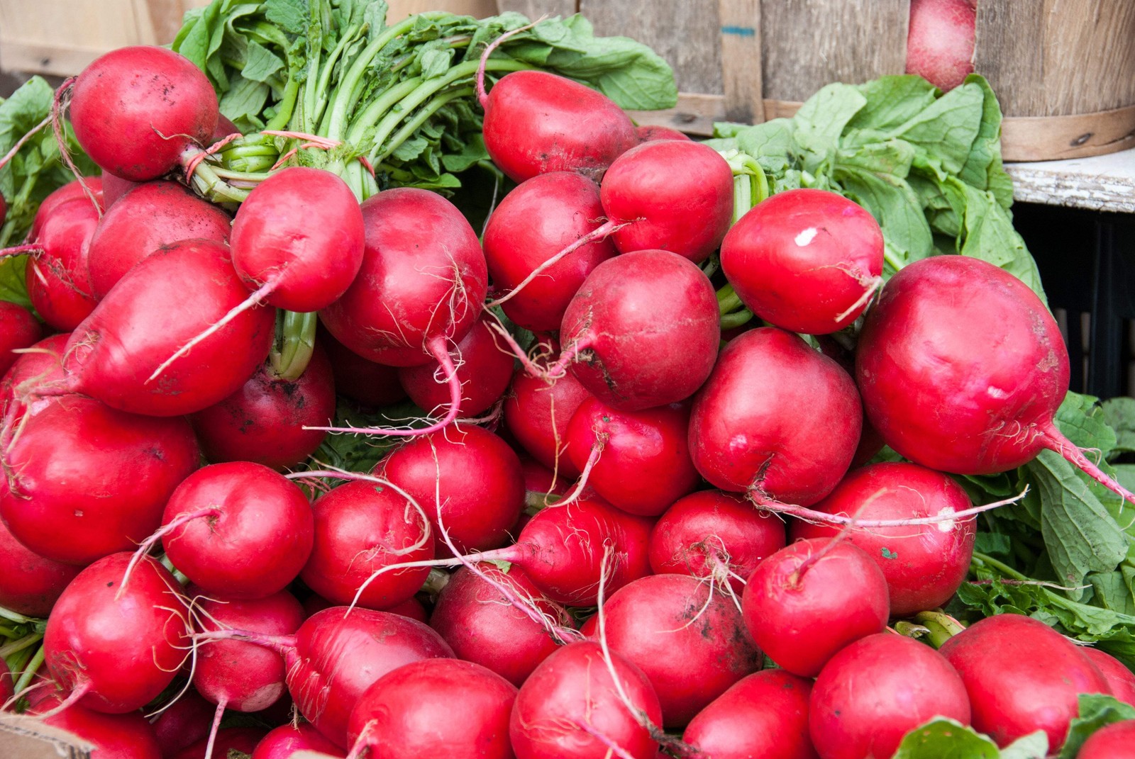 2000 CRIMSON GIANT RADISH Raphanus Sativus Vegetable Seeds