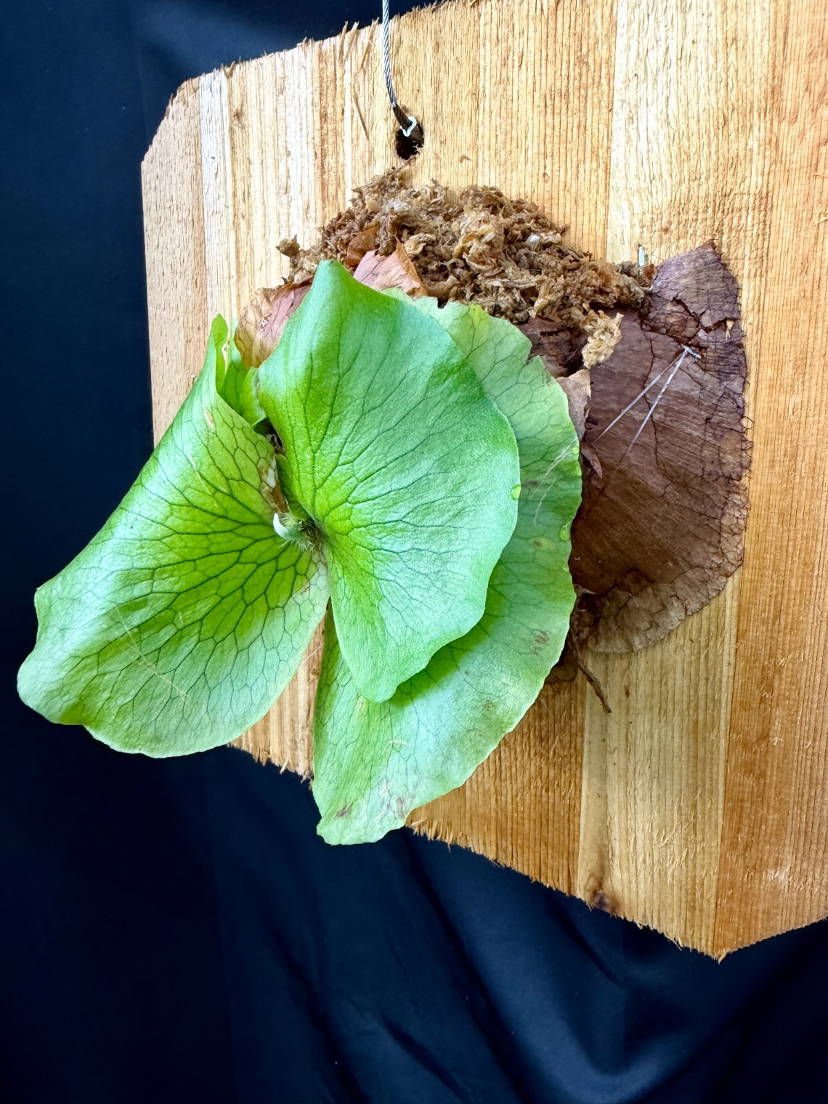 PLATYCERIUM ELLISOTIS – Beautiful staghorn fern! – ornate cedar mounted!