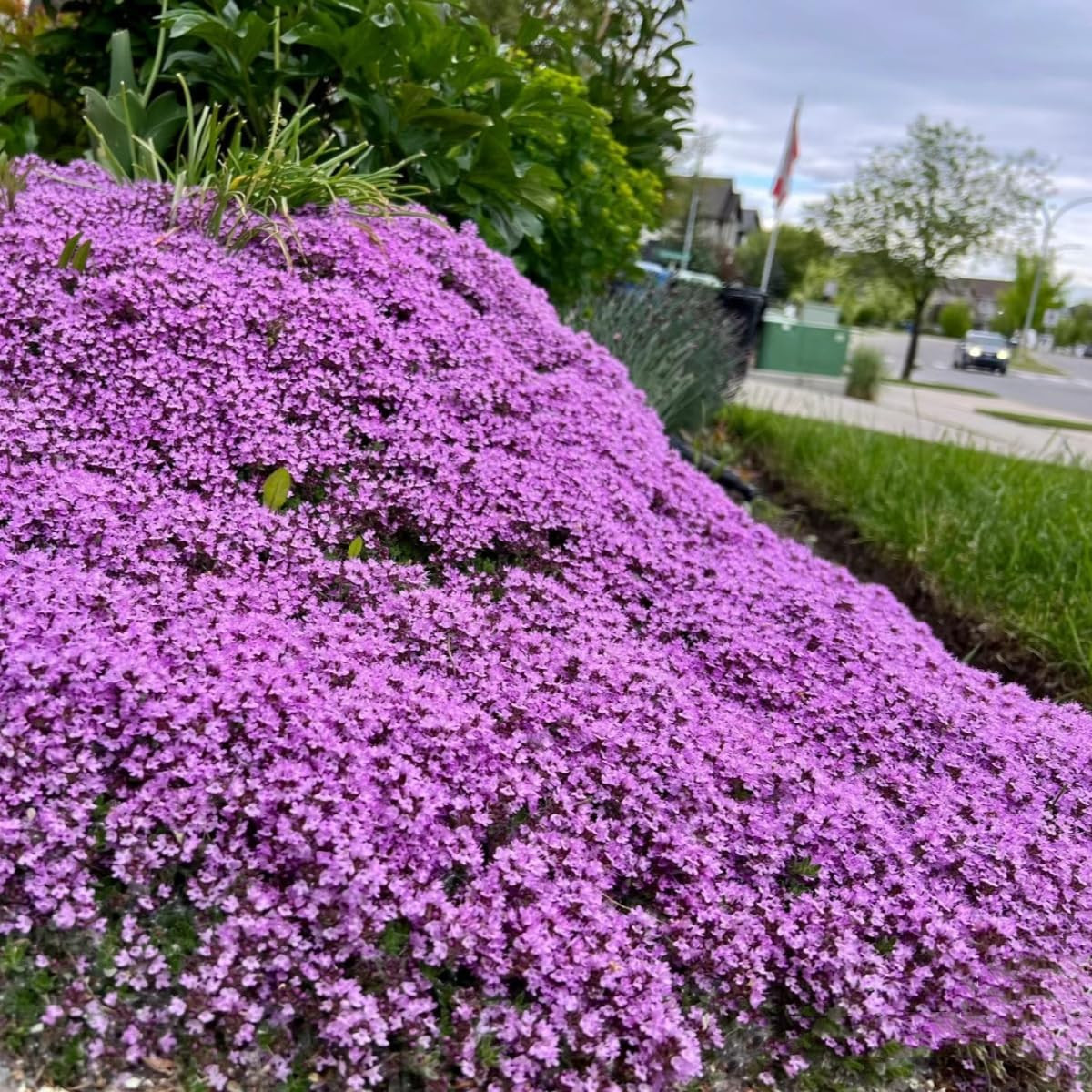 20000+ Magic Purple Creeping Thyme for Planting Ground Cover Heirloom Flowers