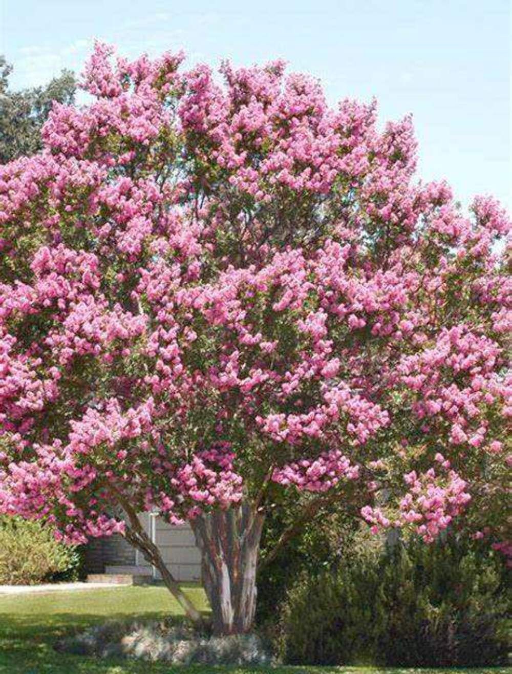 Biloxi Crape Myrtle: Fast-Growing Shade Tree with Delicate Baby Pink Blooms