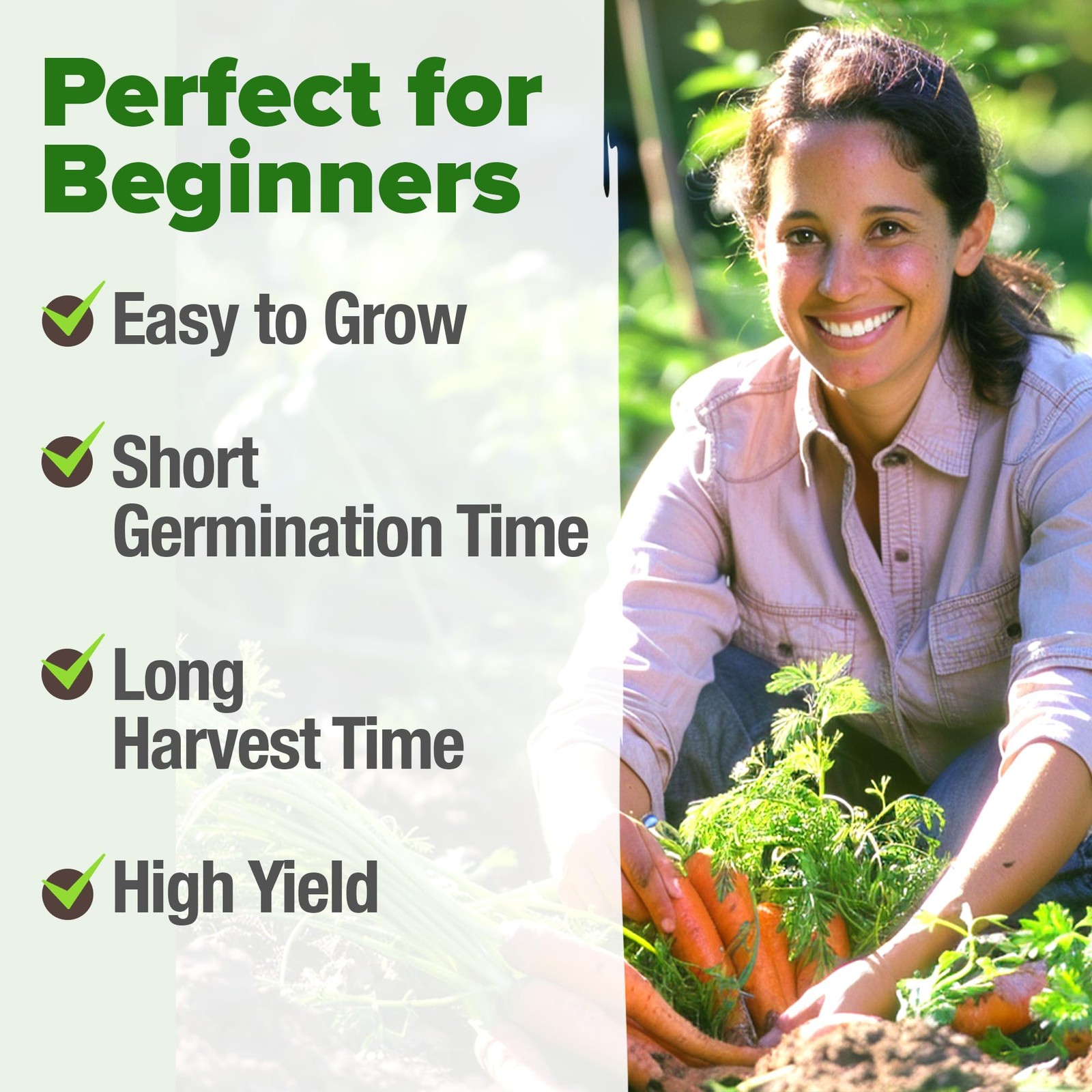 HOME GROWN Tendersweet Carrots Seeds 6000+ 2-Pack, Light Brown to Tan