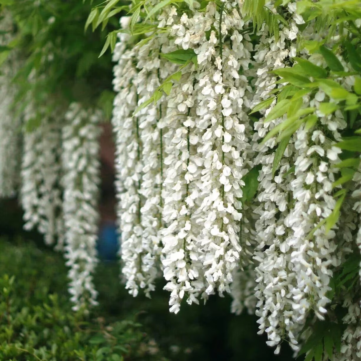 White Wisteria starter live plant, small 4+ inches, great for bonsai