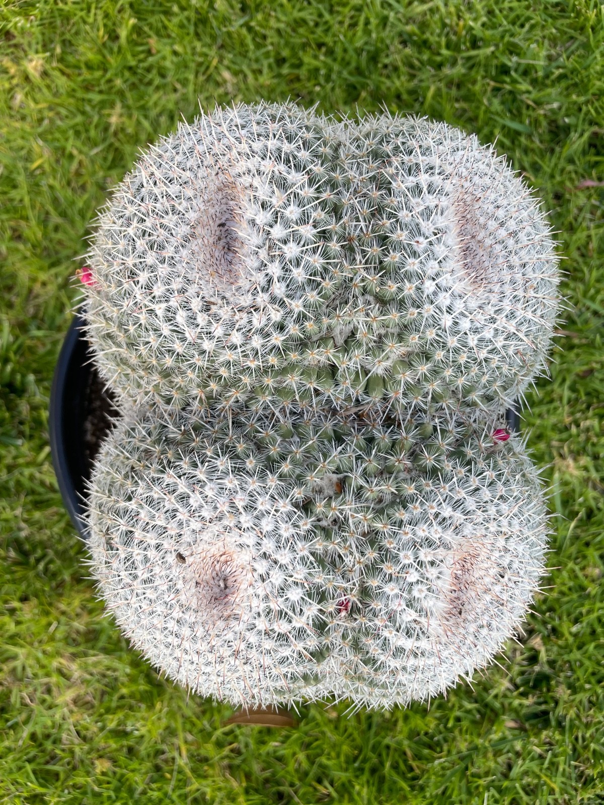 XL cluster, 4 heads, Mammillaria Parkinsonii #A48