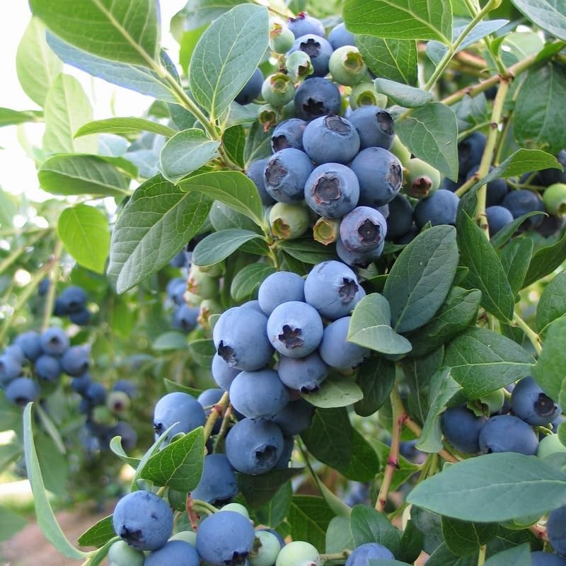 2 Biloxi Blueberry Bush Live Plant, Blueberry Plants Live 5-9 Inch Height
