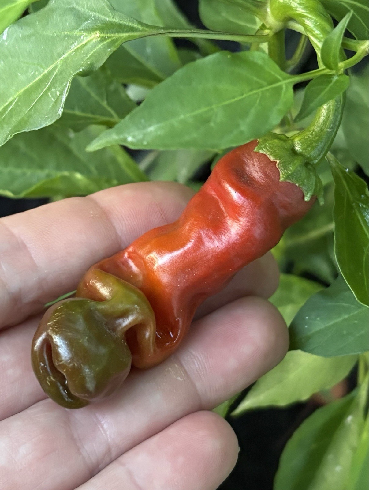 Green House Floor Hot Pepper Mix 16 Varieties 250+ Seeds