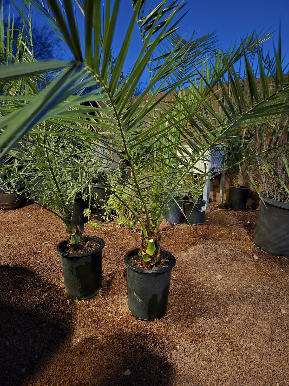 Canary Island, Date / Pineapple Palm Tree, Phoenix Canariensis 9+ Yrs 56+ inches