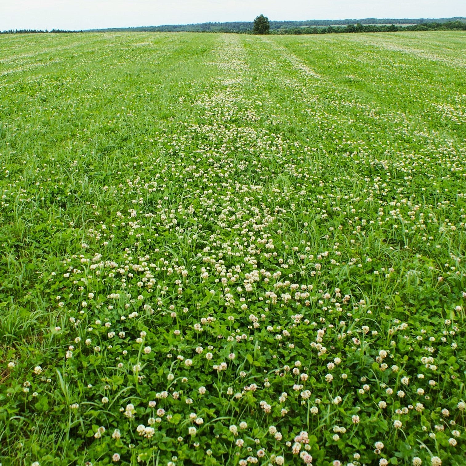 Dutch White Clover Seeds – For 2025 Planting Lush Lawn Cover Landscape Clovers