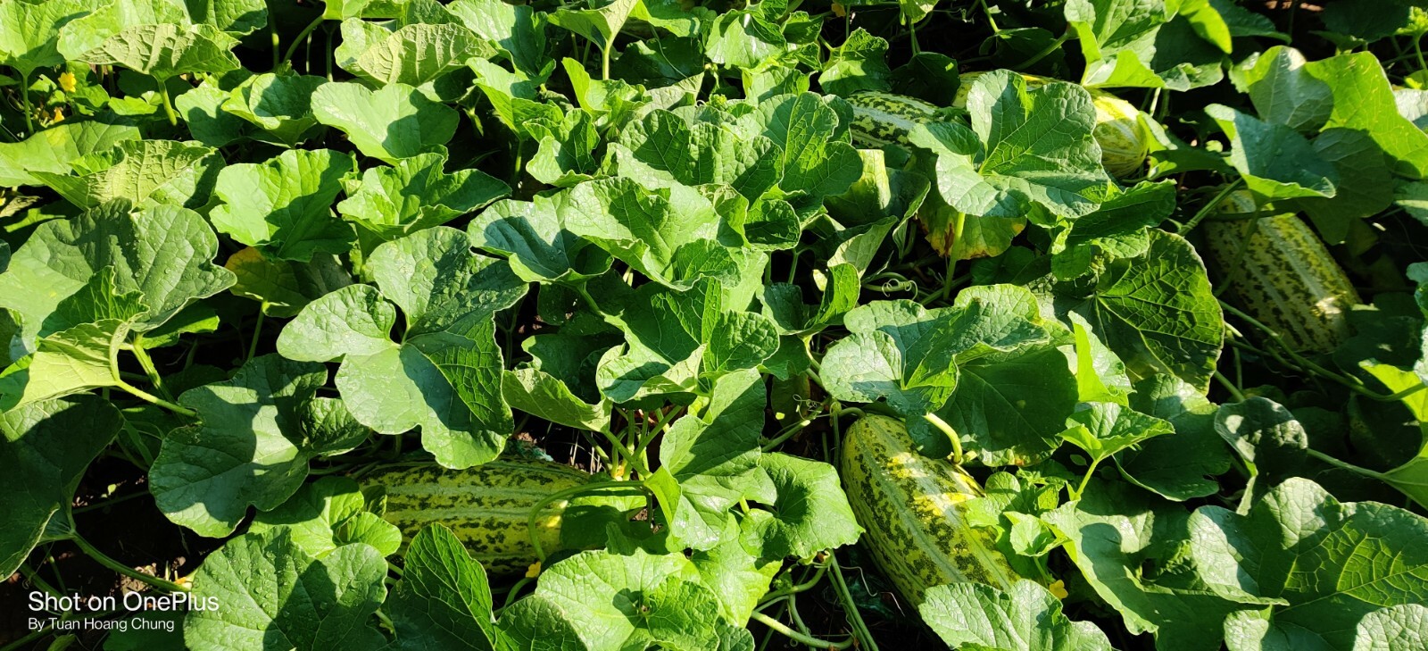 40+ fragrant Musk Melon Seeds / Dưa Gang  for 2024 season. US Seller