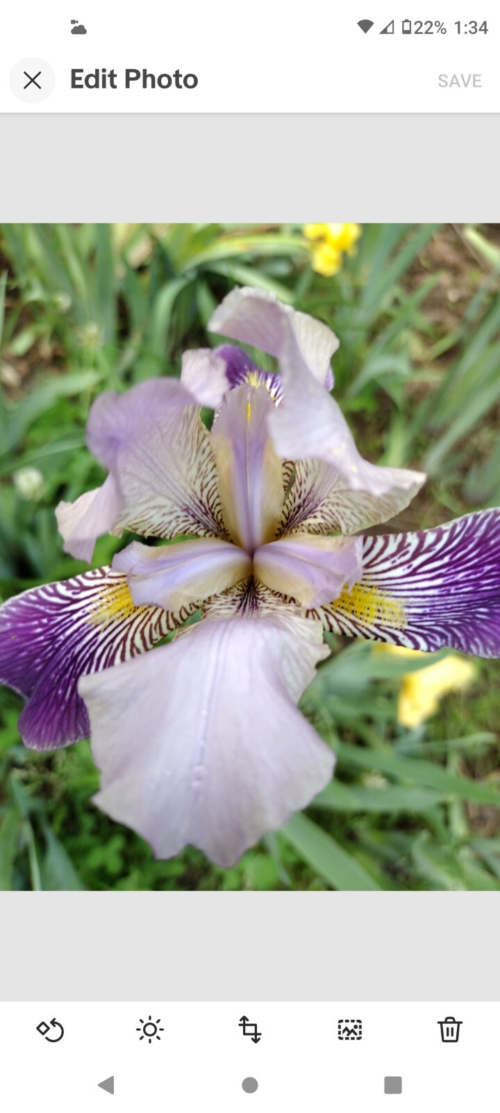 50x Fresh Bearded Iris Rhizomes Mixed Varieties