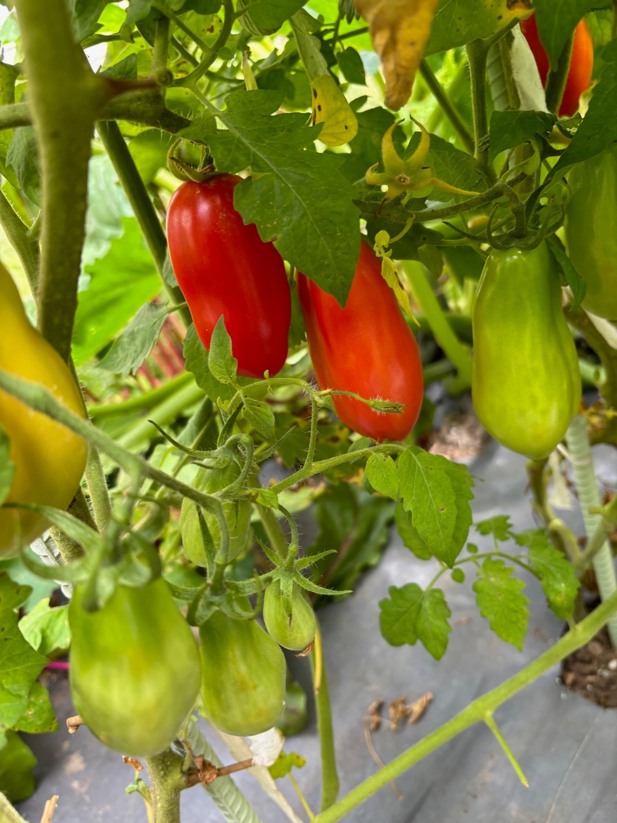 San Marzano Heirloom Tomato Seed Packet QTY 25
