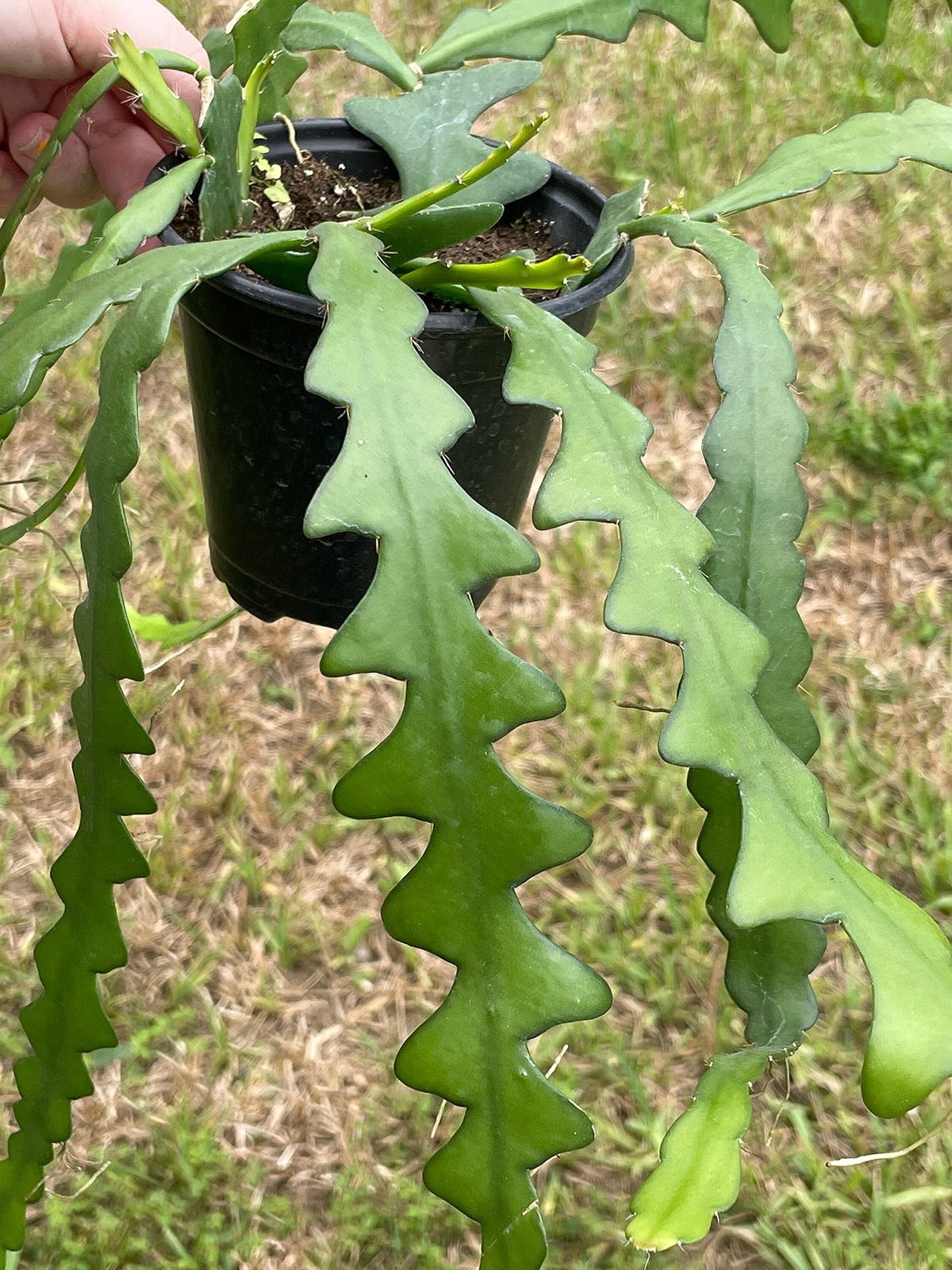 Disocactus Anguloger, Selenicereus Anthonynaus, RIC Rac Zip Zag Fishbone Cactus,