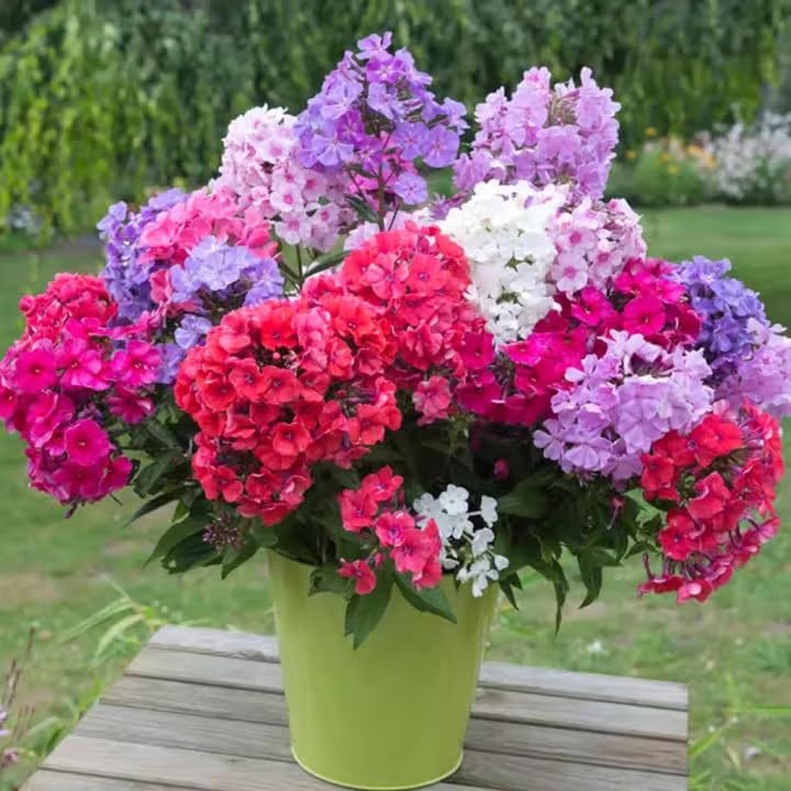 1000+ Phlox Seeds for Planting – Perennial Creeping Ground Cover Plants – Orn…
