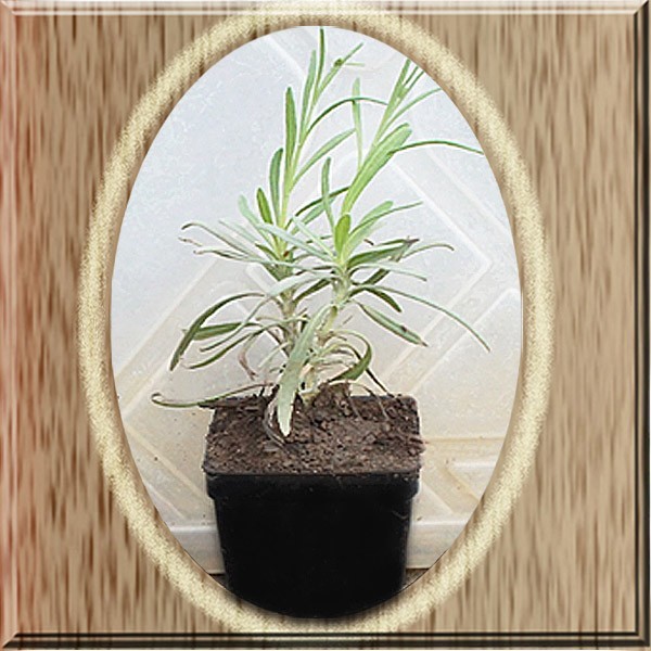 2 Lavender Lavandula X Grosso 2.5″ Pot Live Plant