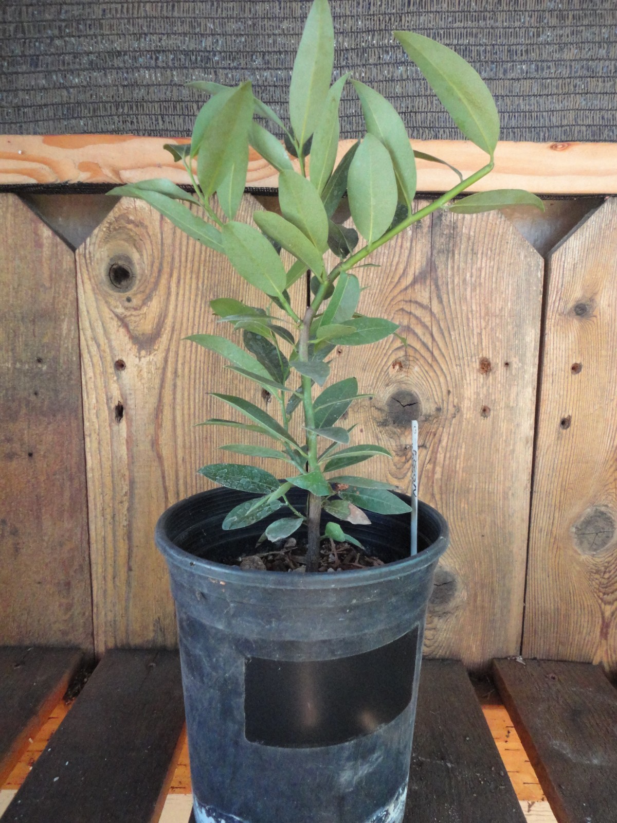Oregon Myrtlewood Tree Pre-Bonsai Live Evergreen 3 Year Old Grower’s Choice