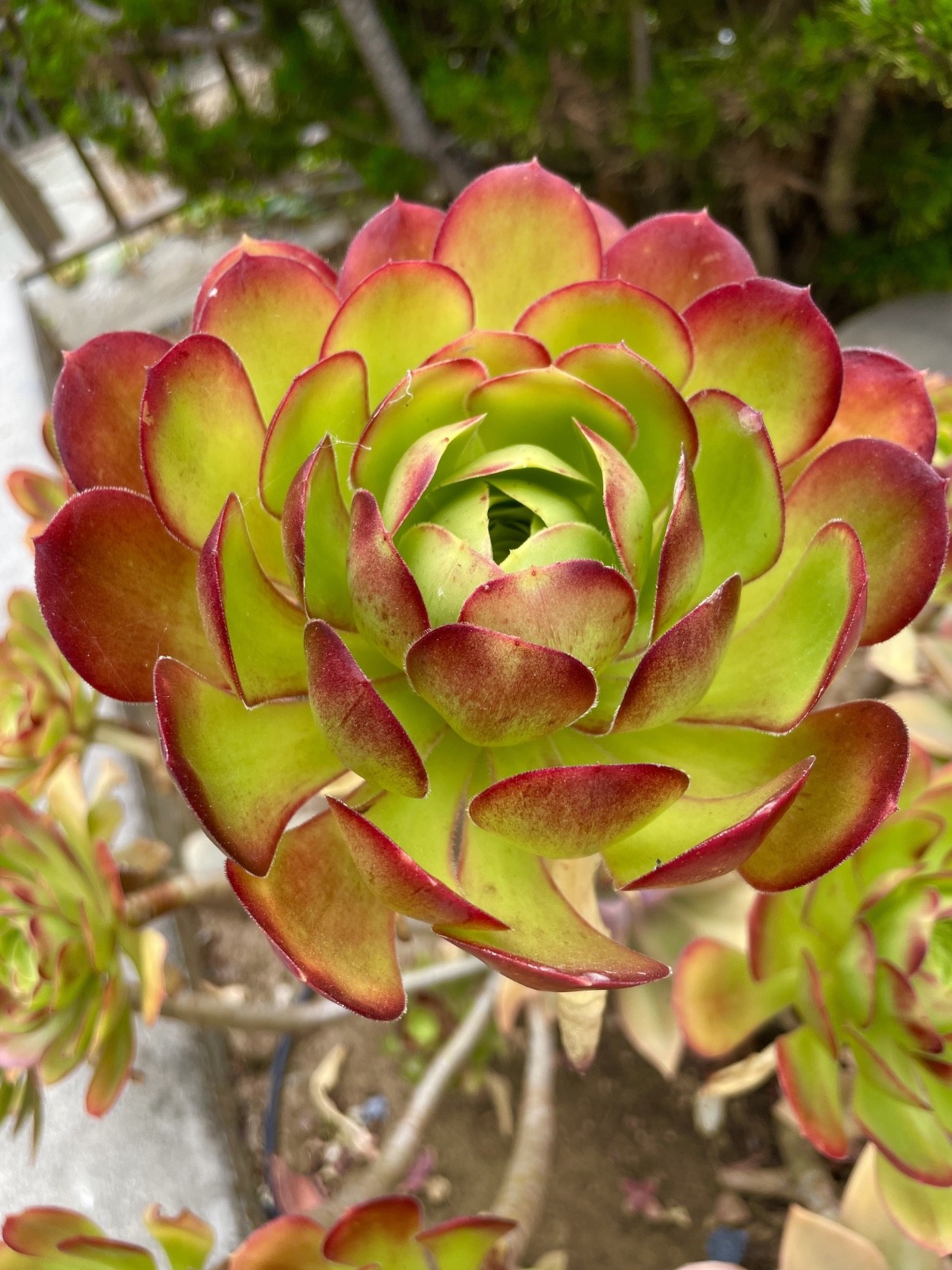 Rare Aeonium Blushing Beauty Healthy Live Plant Unrooted Succulent Cutting 3-4″