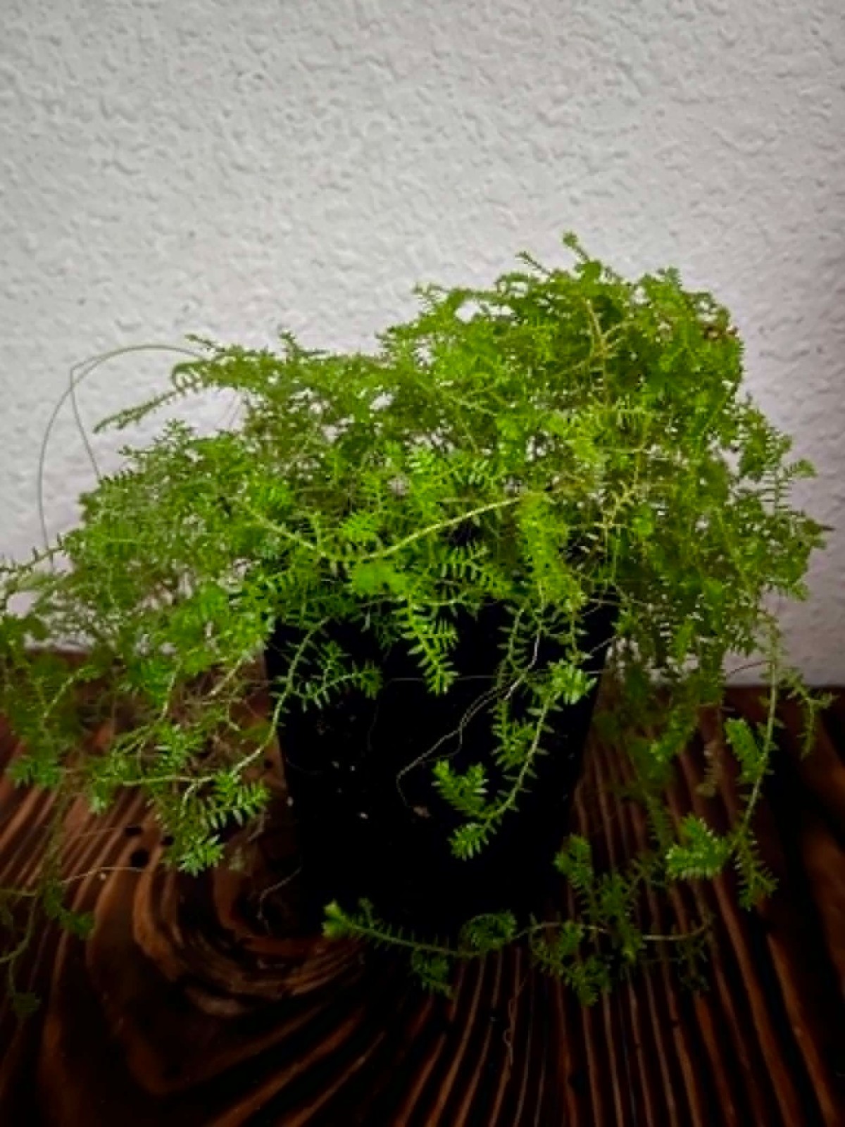 Selaginella kraussiana Krauss’s Spikemoss Live Terrarium Plant 2in Pot