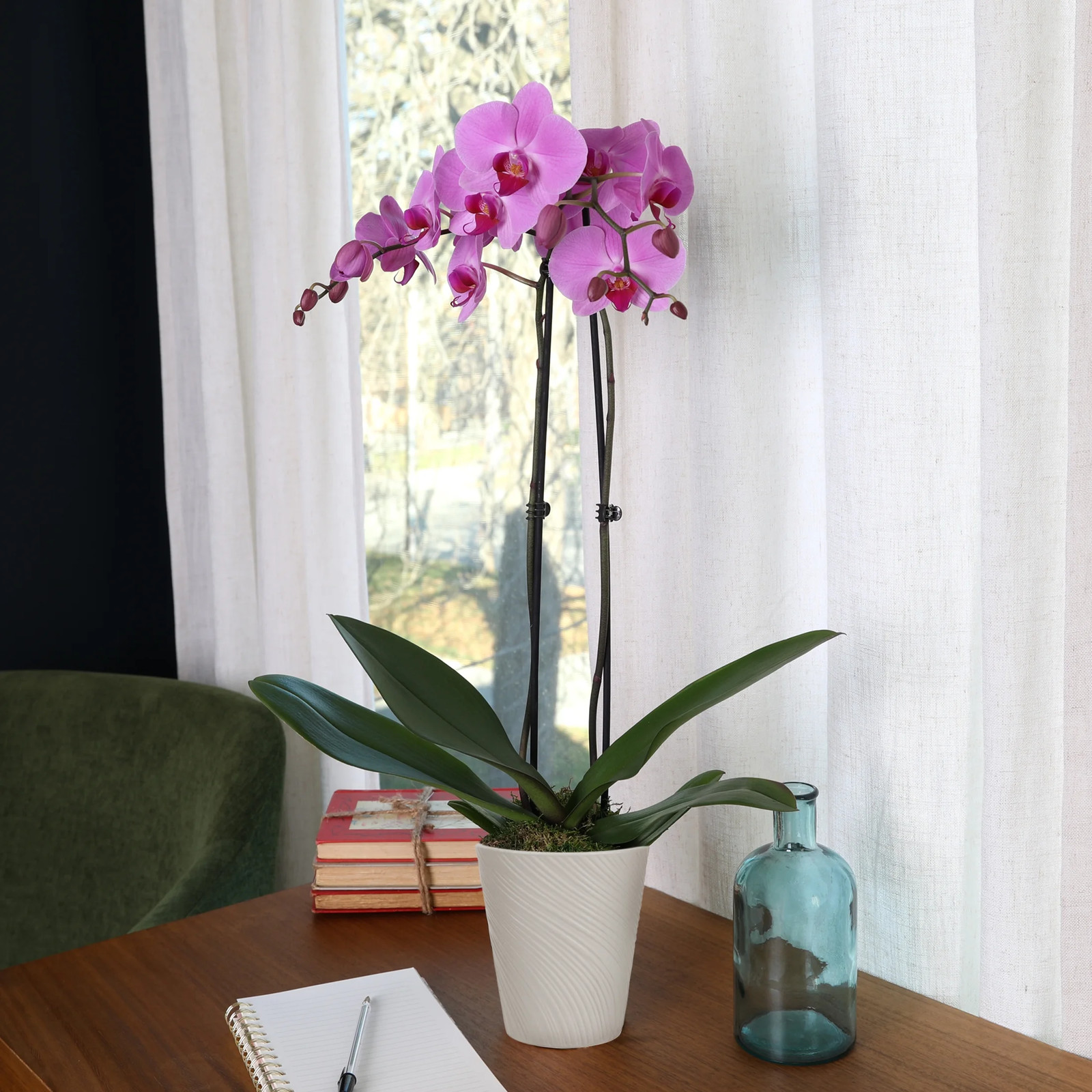 16-30″ Tall Premium Pink Purple Orchid in 5″ Decorative Clay Pot