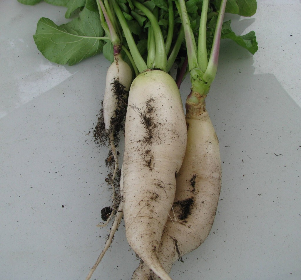 Daikon Radish Seeds-Japanese Minowase, Heirloom-Open Pollinated, Fresh Seeds