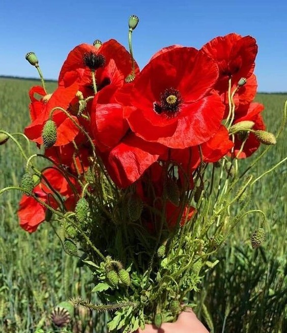 Papaver Rhoeas 1000+ Seeds, Red Corn Poppy Garden Flowers, Flanders Poppy