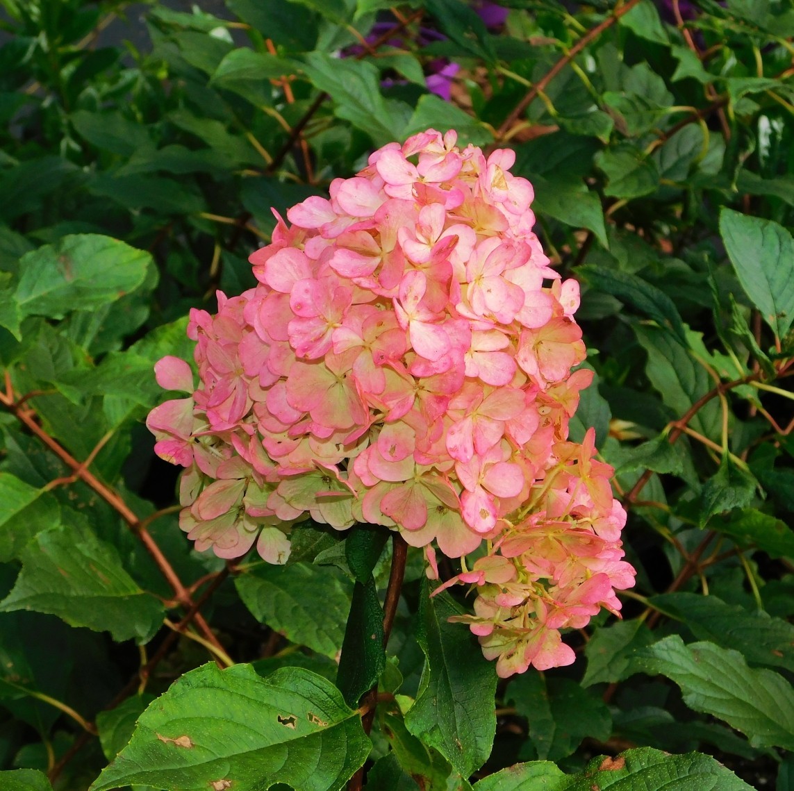 Raspberry Sundae Hydrangea Plants