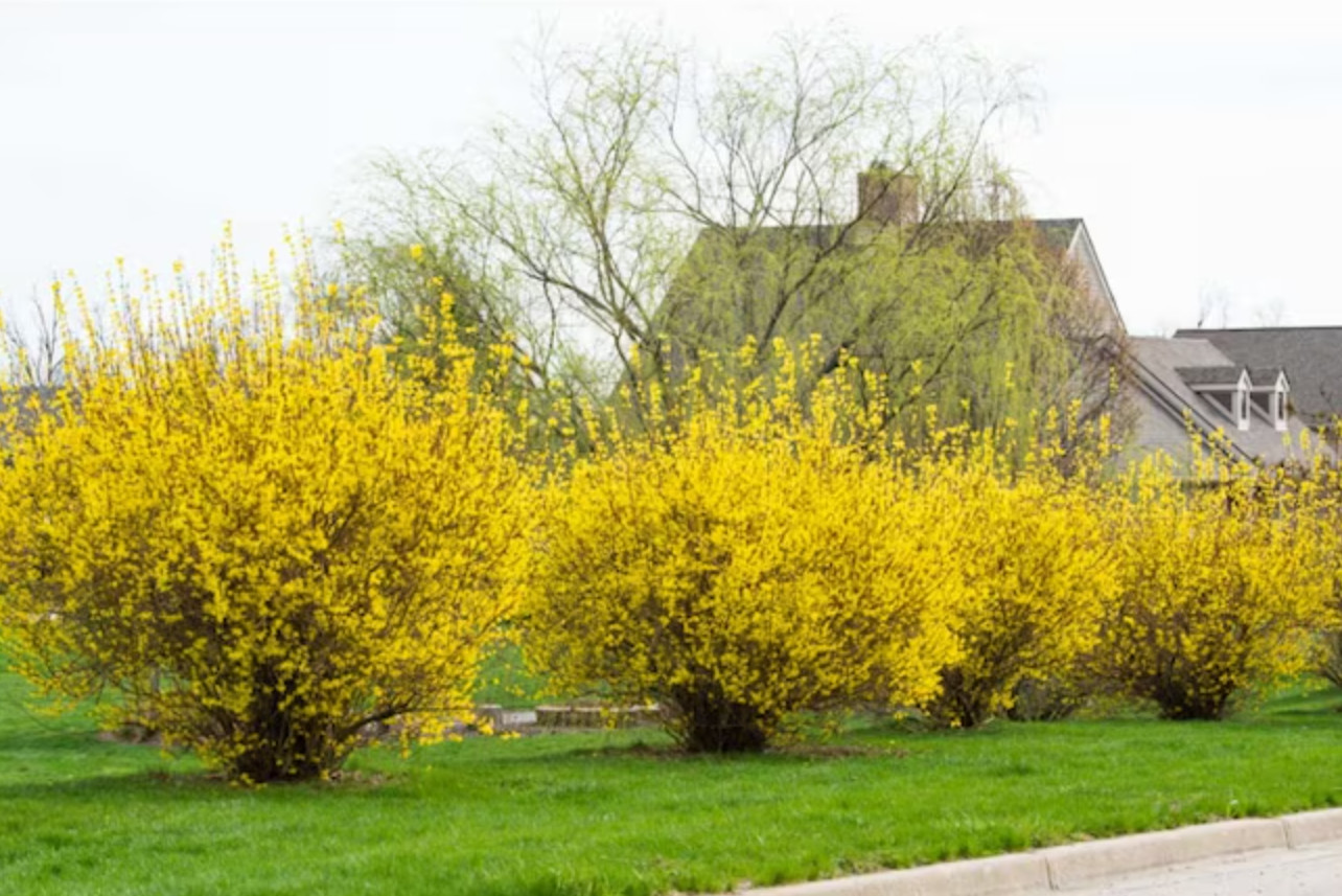 Lynwood Gold Forsythia Plant – Quart Pot – AK:Bareroot Oct–May –No Ship PR/HI/CA