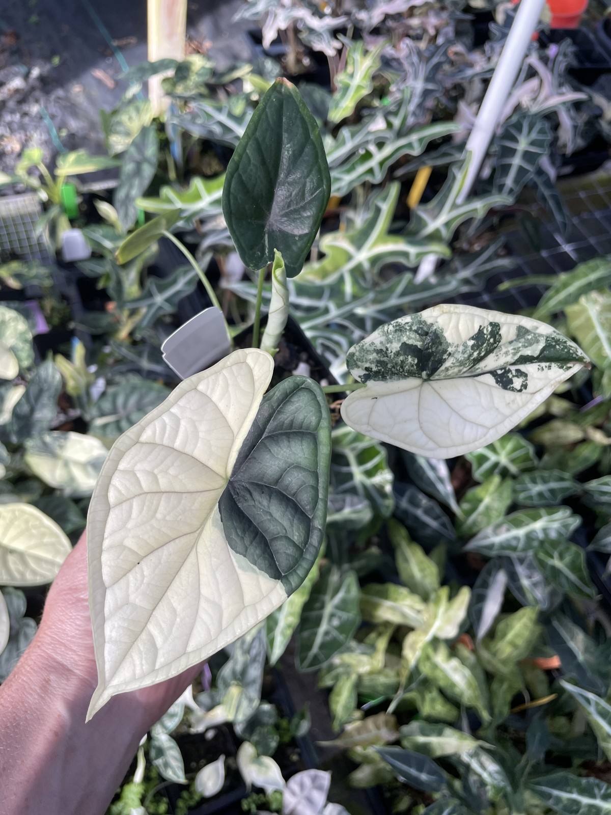 Alocasia Dragon Scale Albo Variegated 2.5″ pot, Fedex 2day*