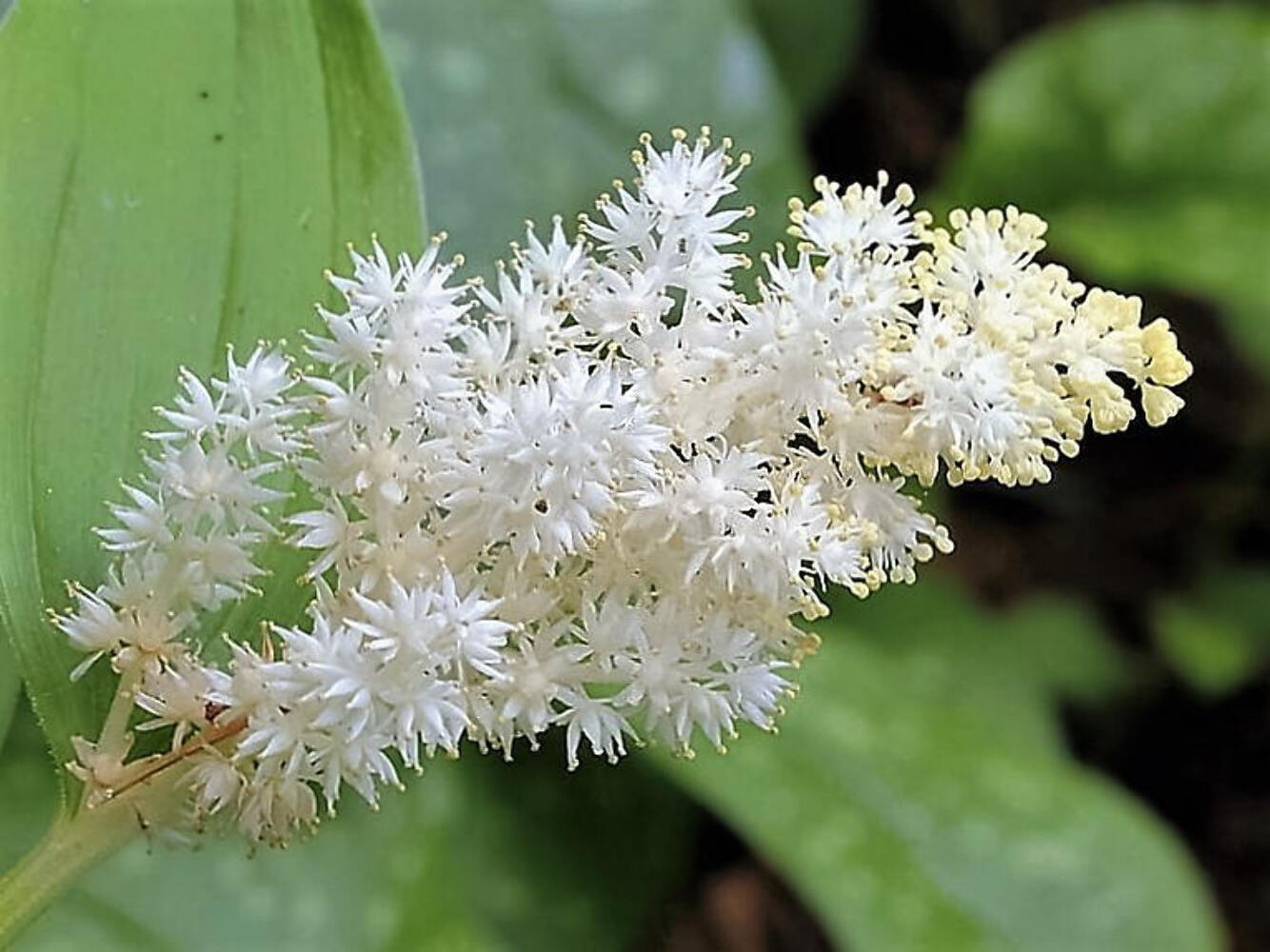 10 SOLOMON’S SPIKE White Western False Seal Maianthemum Racemosum Flower Seeds